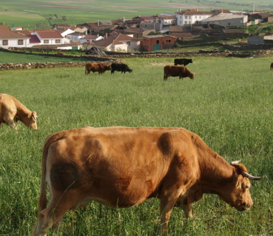 Asaja reivindica la importancia del sector ganadero en el medio rural