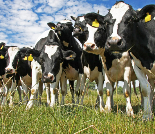 Asaja recuerda exigir leche y lácteos con origen España