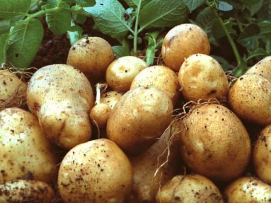 ASAJA ha pedido que se incluya el cultivo de la patata dentro de la Red de Vigilancia Fitosanitaria de Castilla y León