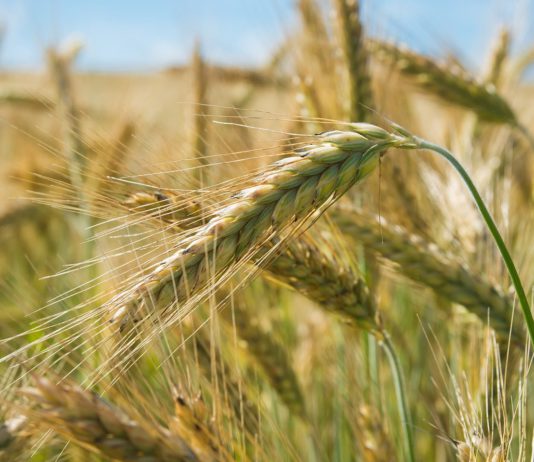 CONSEJO AGRARIO: ASAJA PIDE MÁS PRESUPUESTO Y AYUDAS DIRECTAS PARA TODOS LOS PROFESIONALES