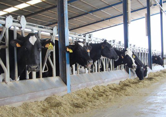 Los ganaderos españoles cobran menos por la leche