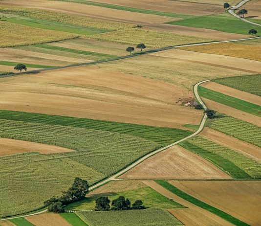 Convocatoria elecciones campo 2023