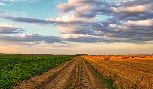 Prioridad en la mejora del sistema de seguros para la agricultura