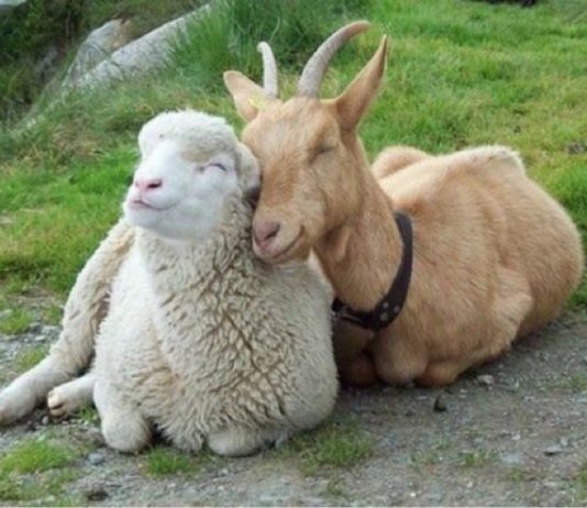 Asaja pide que las ayudas lleguen directamente al ganadero