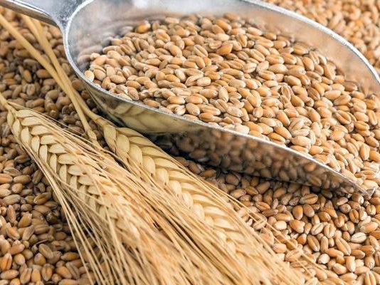 Tendencia alcista en el mercado del trigo