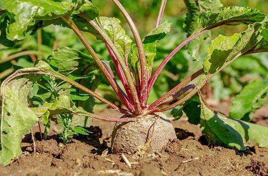 “Letra pequeña” de los nuevos contratos de AB Azucarera