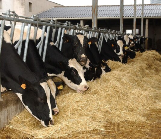 Asaja alerta de una nueva reestructuración del sector lácteo