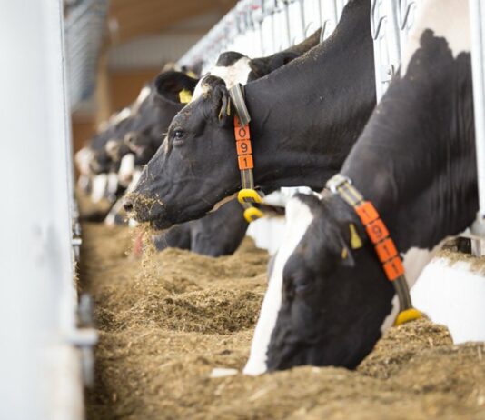 El precio de la leche debe compensar los costes de alimentación de las vacas