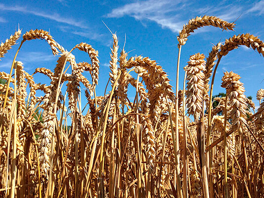La nueva Pac debilita a la agricultura profesional