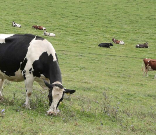 El ganadero español queda fuera de la subida de precios de la leche en Europa