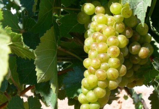 Costes de producción de la uva en D.O. Rueda