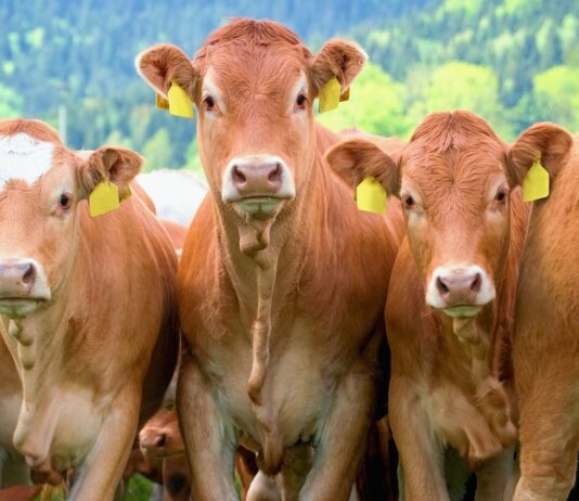 El Ministerio excluye a una parte de los terneros de cebo con derecho a ayuda