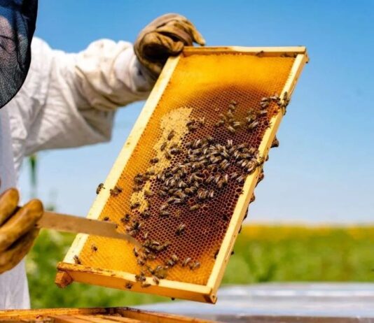 ASAJA denuncia el olvido del sector apícola en las ayudas por la guerra de Ucrania