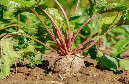 Asaja sale de la gestión de AIMCRA