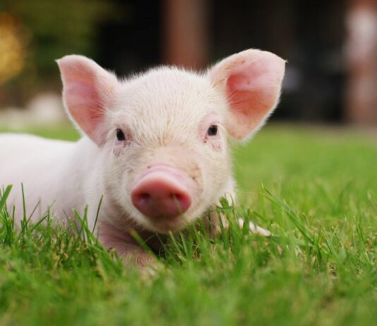Ayuda de la Junta de Castilla y León al sector ganadero