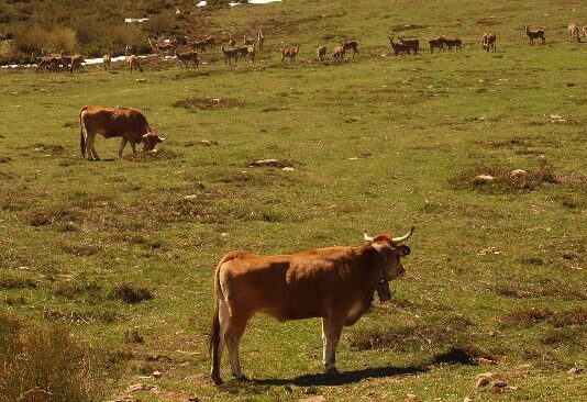 La Consejería excluye pastos comunales de una ayuda a la ganadería extensiva