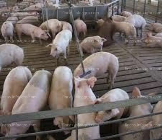 Mesa de trabajo del sector porcino