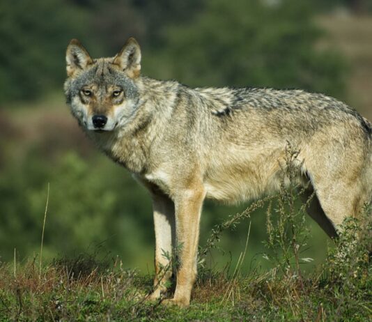 Ataques del lobo a la ganadería