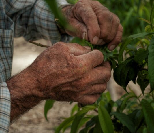 MUCHOS JUBILADOS ABANDONAN LA AGRICULTURA Y POR LO TANTO DEJAN DE COMPATIBILIZAR SU PENSIÓN CON LOS INGRESOS AGRARIOS