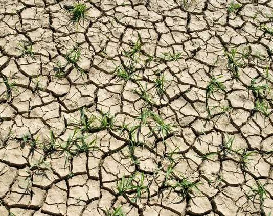 ASAJA CRITICA QUE LA JUNTA SE PRESENTE CON LAS MANOS VACÍAS AL CONSEJO AGRARIO, CUANDO EL CAMPO DE CASTILLA Y LEÓN ATRAVIESA UNA SITUACIÓN CRÍTICA POR LA SEQUÍA