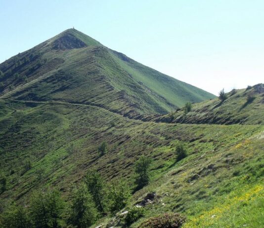 FORESTACIÓN DE TIERRAS AGRARIAS